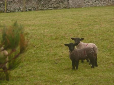 Road_Run/NewYearsDay2011039.jpg