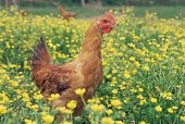 chicken.jpg